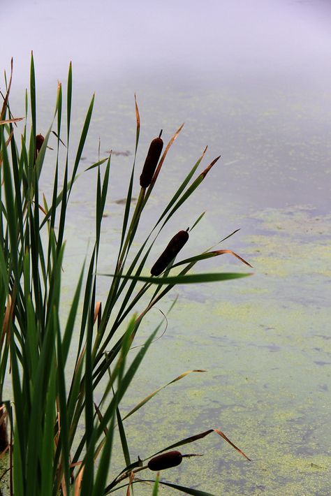 cattails | Cattails in front of a pond. | Oddrose | Flickr Painting Cattails, Lake Plants, Cat Tails, Pond Life, Cat Tail, Lily Pond, A Pond, Kingfisher, Water Plants