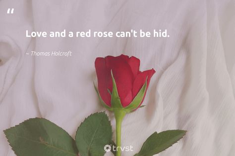 Quotes About Roses, Red Roses Quotes, Rose Flower Quotes, Rose Love Quotes, Drawing Quotes Creativity, Quotes Creativity, Rose Quotes, Rose Love, Rosé Aesthetic