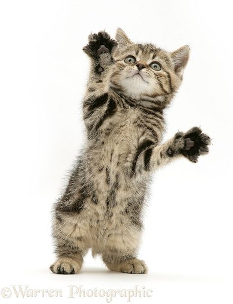 Silly Cat White Background, Kitten Reaching Up, Cute Cat White Background, Animals With White Background, Cat Reaching Up, Kitty White Background, Cute Cat Standing, Cats White Background, Cat White Background