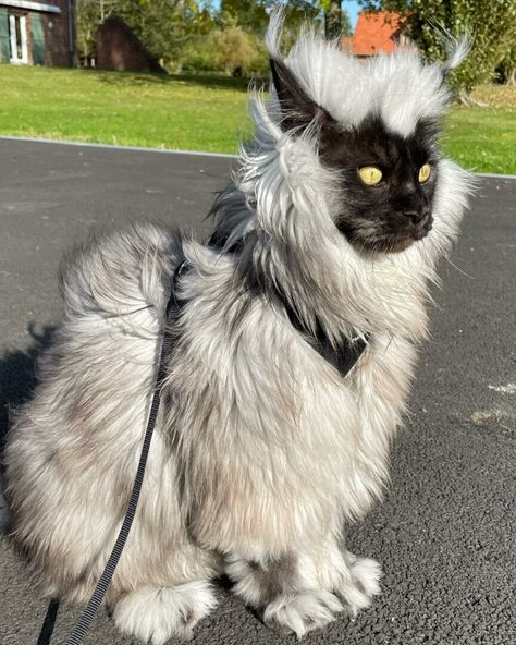 Meet Richie The Maine Coon: A Cool Cat With Amazing Fur Mancoon Cats, Big House Cats, Mainecoon Cat, Ragdoll Cat Breed, Gorgeous Cats, Kitty Kitty, Domestic Cat, Windy Day, Warrior Cats