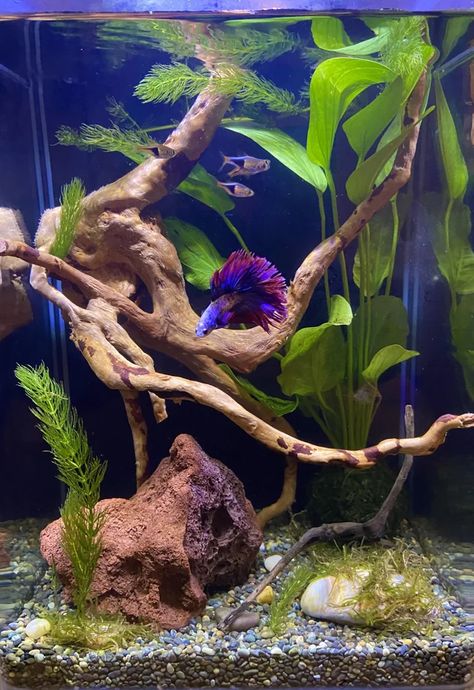 Berta Fish Tank, 5 Gallon Betta Tank Ideas, Beta Tanks, Pretty Fish Tank, Office Fish Tank, Betta Fish Tank Ideas, Beta Tank, Betta Tanks, Betta Fish Bowl