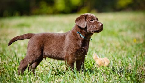 buying-a-chocolate-labrador-puppy Miniature Labrador, Labrador Puppy Training, Labrador Puppies For Sale, Labrador Retriever Facts, Chocolate Lab Puppies, Puppies Near Me, Chocolate Labrador Retriever, Golden Retriever Mix, Yellow Labrador Retriever