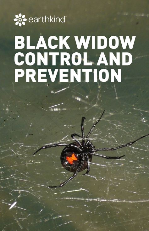 Spider Prevention, Spider Infestation, Killing Spiders, Spider Spray, Spider Killer, Dangerous Spiders, Spider Fact, Spider Control, Spiders Repellent