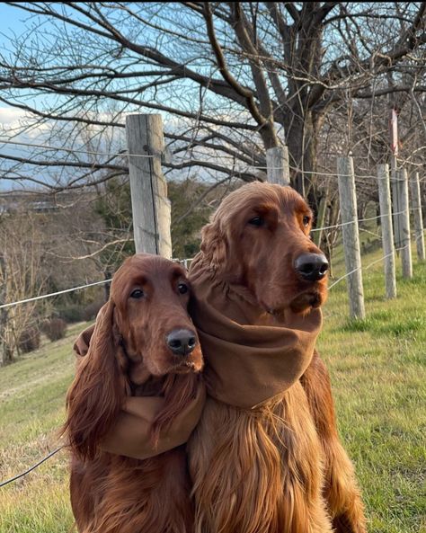 Irish Red Setter Aesthetic, Irish Setter Aesthetic, English Setter Puppies, Irish Setter Puppy, English Pointer Dog, Setter Dogs, Irish Red Setter, Red Setter, Red And White Setter