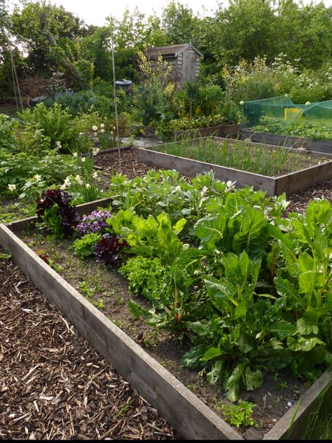 My allotment raised beds one year on. Constructed with new untreated scaffolding boards and painted in raw linseed oil. Paths made with weed membrane and wood chippings. Scaffold Board Raised Beds, Allotment Raised Beds, Wood Raised Garden Bed, Plants For Raised Beds, Willow Garden, Garden Plan, Edible Landscaping, Raised Bed, Community Gardening