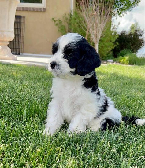 BOY CAVAPOO PUPPY FOR SALE. The perfect puppy with gorgeous color of black and white. Cavoodle Black, Cavapoo Black, Black And White Cavapoo, Cavapoo Black And White, Cava Poo Puppies, Cavapoo Breeders, Teacup Cavapoo Full Grown, Spotted Dog, Puppy Wallpaper