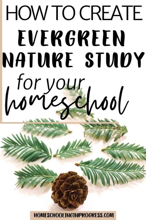 Pinecone Unit Study, Evergreen Trees Preschool, Tree Nature Study, Pinecone Experiments For Kids, Winter Nature Study, Winter Homeschool Activities, Pinecone Activities, Winter Nature Crafts, Tree Unit Study