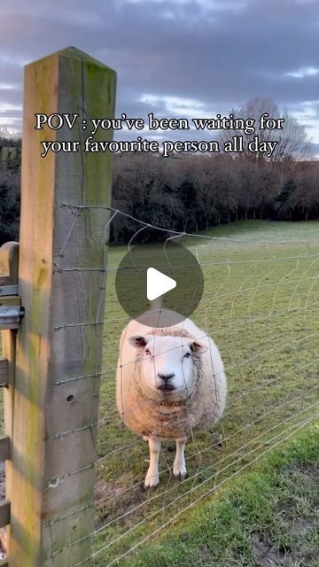 Millington's Magical Barn 🐷🐮🐔🐴 on Instagram: "Did you know sheep wag their tails when they’re happy? 🥹 #cute #sheep #sheepofinstagram #love #happy #foryoupage #fyp #bestfriends #sheepoftheday #yorkshire" Happy Sheep, Cute Sheep, Favorite Person, Yorkshire, Sheep, Did You Know, Best Friends, Animals, On Instagram