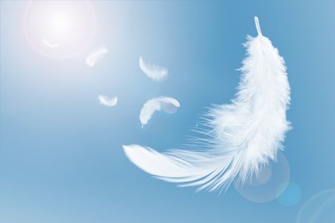 White Fluffy Feathers Floating in the Sky. Swan Feathers Flying in Heavenly. Floating Feather, Swan Feathers, Floating In The Sky, Bestie Board, Altered State Of Consciousness, Everything All At Once, Online Yoga Classes, Terminal Illness, Friends Laughing