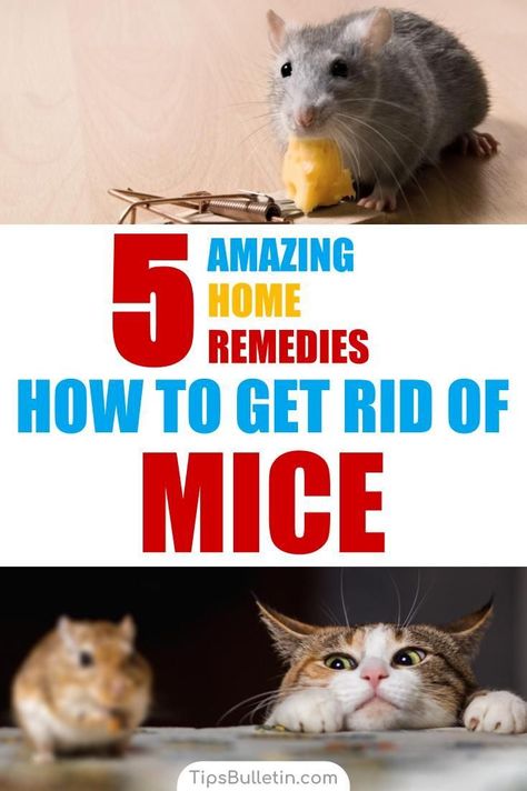 How to get rid of mice - 5 awesome home remedies. With detailed tips and recipes on how to find an infestation in your garage, attic, walls or anywhere around the house. Includes fast working, natural remedies you have already at home. Mouse Deterrent, Mice Infestation, Getting Rid Of Rats, Rodent Repellent, Mice Repellent, Getting Rid Of Mice, Camper Hacks, Deep Cleaning Tips, Mouse Traps