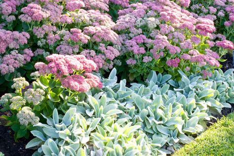 Sedum Autumn Joy, Sedum telephium 'Autumn Joy', Sedum 'Autumn Joy', Stonecrop… Stachys Byzantina, Plant Combos, Garden Companion Planting, Have Inspiration, Garden Pictures, Plant Combinations, Garden Borders, Gardening Landscaping, Companion Planting