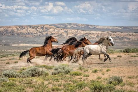 Herd Of Horses Running, Montana Aesthetic, Animal Poses, Wild Horses Running, Wild Horses Photography, Clown Paintings, Horses Running, Mustang Horse, Western Paintings