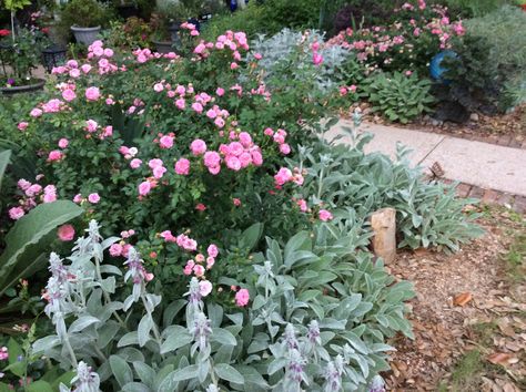 Sweet  Drift roses and Lambs Ears Lambs Ear Border, Sweet Drift Roses, Pink Drift Rose, Red Drift Rose, Apricot Drift Rose, Lambs Ears, Rose Bed, Drift Roses, Plant Combos