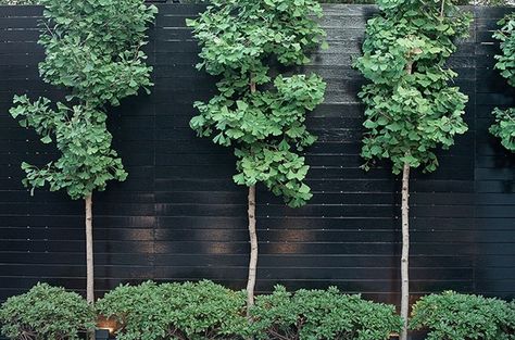 Townhouse Garden, Black Fence, Front Garden Landscape, Garden Shrubs, Fence Landscaping, Small Space Gardening, Courtyard Garden, Garden Trees, Black Wall