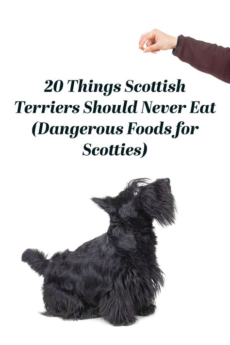 20 Things Scottish Terriers Should Never Eat (Dangerous Foods for Scotties) Scottish Terrier Wallpaper, Scottie Puppy, Dog Gravy, Scottie Dog Crafts, Scottie Dog Puppy, Scottie Dog Christmas, Cairn Terrier Puppies, Scottie Puppies, Scottish Terrier Puppy