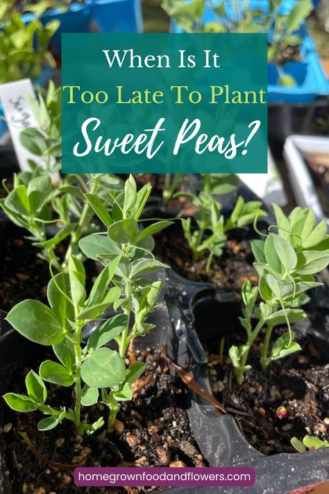 Sweet Pea Plant Care, Sweet Pea Planting Ideas, Planting Sweet Peas, How To Grow Sweet Peas, Sweet Pea Trellis Ideas, Sweet Pea Teepee, Sweet Peas In Containers, Sweet Pea Trellis, Sweet Peas Growing