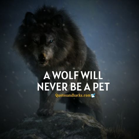 Lone Wolf Wallpaper, Wolf Pack Quotes, Lone Wolf Quotes, Marvel Comics Funny, Likeable Quotes, Dog Quotes Love, Cute Celebrity Couples, Respect Quotes, Wolf Quotes