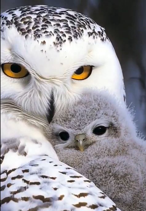 Snowy Owl Photography, Barn Owl Aesthetic, Owl Aesthetic, Snowy Owls, Beautiful Owls, Owl Photography, Snow Owl, Owl Pictures, Beautiful Owl