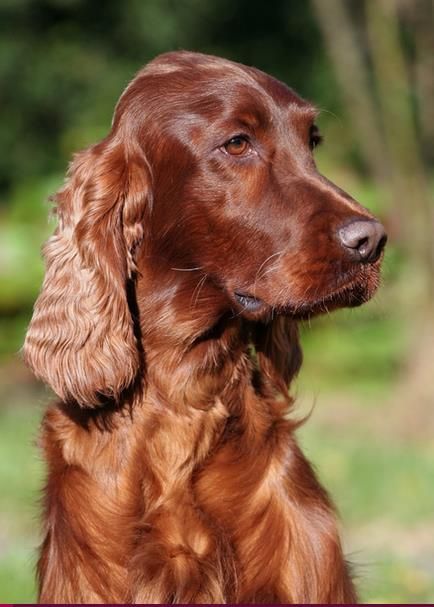 Themed Names, Irish Setter Puppy, Setter Puppies, Irish Red Setter, Red Setter, Irish Setter Dogs, Purebred Dogs, Irish Setter, Red Coat