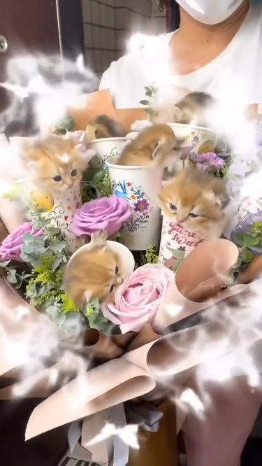 Just look at those kittens! * * * * * Dm for credit or removal Cat Flower Bouquet, Kitten Bouquet, Cat Bouquet, Heels Coquette, Diffraction Glasses, Folklore Cardigan, Vivienne Westwood Necklace, Westwood Necklace, Polygel Nail