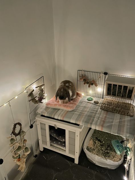 Bunny Care Aesthetic, Bedroom Rabbit Setup, Bunny Set Up Indoor Apartment, Cute Rabbit Enclosure, Aesthetic Bunny Setup, Rabbit In Bedroom, Cute Pet Bunny, Indoor Rabbit Setup Ideas, Free Roam Bunny Set Up Bedroom