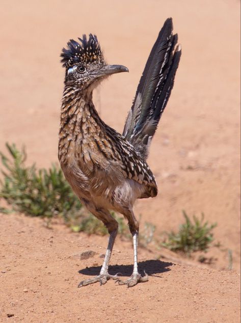 Roadrunner Art, Road Runner Bird, Roadrunner Bird, Arizona Birds, Greater Roadrunner, Desert Animals, Incredible Creatures, Animal Reference, Birds And Butterflies