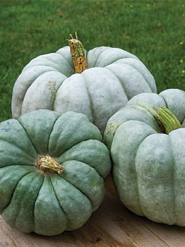 Pumpkin Canvas Painting, Heirloom Pumpkins, Shabby Chic Fall, Green Pumpkins, Outside Fall Decor, Pumpkins And Gourds, Fall Canvas Painting, Squash Seeds, Let's Make Art