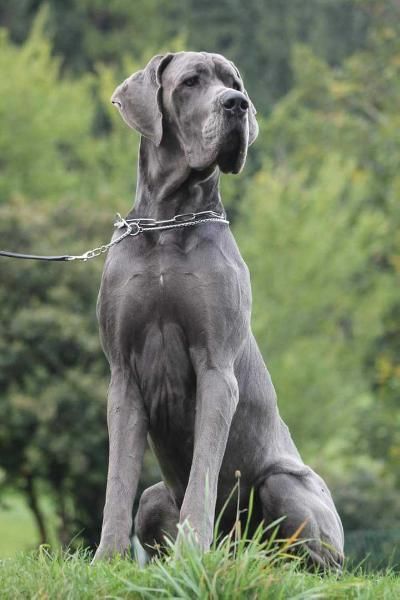 Gray Great Dane, Dog Breeding Kennels Ideas, Great Dane Aesthetic, Grate Danes, Grey Great Dane, Pet Anime, Dogs Big, Wallpaper Dog, Tattoo Dog