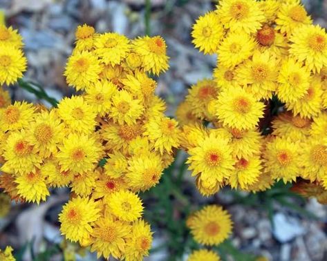 How to grow Yellow Buttons Daisy Meaning, Yellow Gypsophila, Yellow Wax Flower, Yellow Buttons Plant, Yellow Botanical Flowers, Vintage Yellow Flower Brooch, Paper Daisy, Potted Plants Outdoor, Organic Mulch