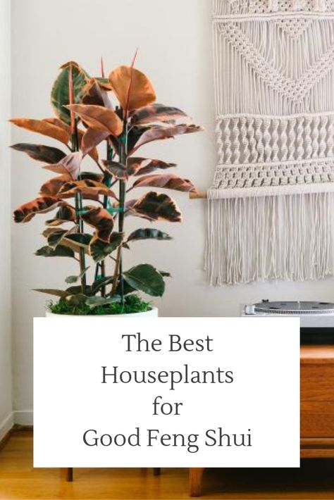 Best Feng Shui Plants, Feng Shui Bedroom Plants, Feng Shui Plants Houseplant, Feng Shui Bedroom Decoration, Plants For Health, House Greenery, Accent Paint Colors, Feng Shui Kitchen, Best Houseplants