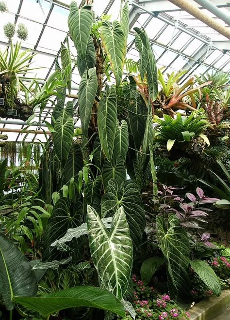 Large Leaf Plants, Philodendron Melanochrysum, Modern Greenhouses, Tropical Greenhouses, Tropical Garden Design, Jungle Gardens, Philodendron Plant, Unusual Plants, Interior Plants