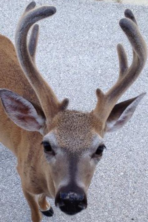 Key Deer on No Name Key, FL. They are only knee high! Florida keys Key Deer, Left Arm Tattoos, Fl Keys, Animal Magic, Animal Patterns, Florida Keys, No Name, Stuffed Animal Patterns, Antlers