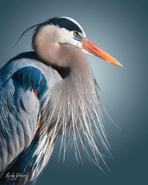 Heron Photography, Regard Animal, Randy Johnson, Heron Art, Wild Animals Pictures, Great Blue Heron, Animal Study, Bird Watcher, Bird Artwork