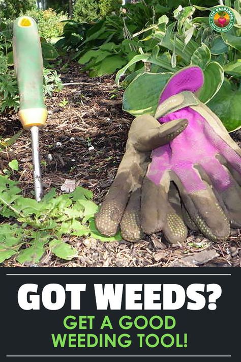 When weeds are encroaching, you are going to need the best weeding tool for the task. Our buyer's guide helps you find the right one! #epicgardening #weeds #gardening #tools City Homesteading, Homestead Inspiration, Backyard Hacks, Epic Gardening, Small City Garden, Modern Homestead, Best Garden Tools, Homestead Ideas, Gardening Inspiration