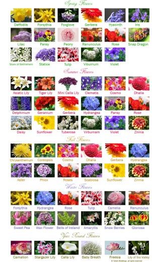 America Flower Seasons but stunning chart for list of flowers. Flowers By Season, Mini Calla Lilies, Flower Chart, Different Types Of Flowers, Asiatic Lilies, Flower Guide, Flower Names, Deco Floral, Seasonal Flowers