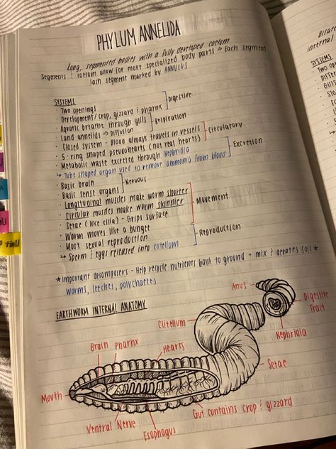 Platyhelminthes Notes, Phylum Notes, Wildlife Biology Notes, Marine Biologist Aesthetic Notes, Marine Biologist Notes, Marine Biology Aesthetic Notes, Zoology Aesthetic, Marine Biology Notes, Zoology Notes