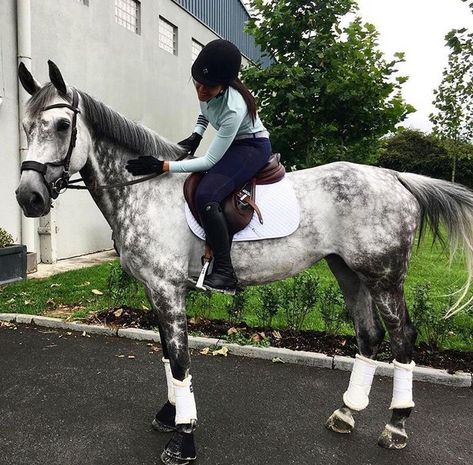 Dapple Grey Horses, Gray Horse, Show Jumping Horses, Horse Riding Outfit, Cutee Animals, English Horse, Most Beautiful Horses, Grey Horse, 2nd Place