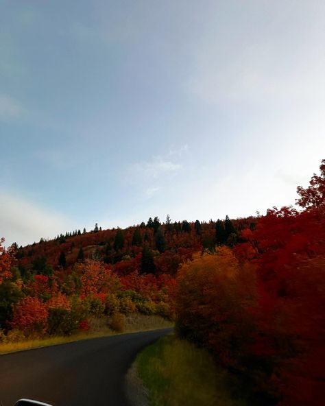 Fall Autumn Utah Canyon Road Trees Foliage Utah Fall, Zion Utah, Canyon Road, Autumn Night, Autumn Scenery, Blue Hour, Shoot Ideas, Fall Autumn, Utah