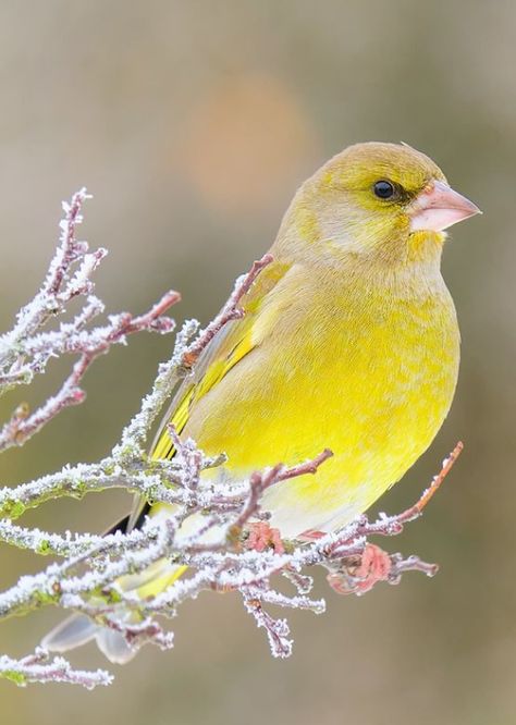 Greenfinch, Nurse Shark, Stingray, Animals Friends, Sharks, Diving, Birds, Animals, On Instagram