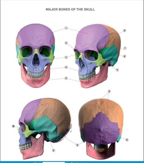 Human Skeletal System, Human Skeleton Anatomy, Human Anatomy Reference, Art Anatomy, Anatomy Bones, Skull Anatomy, Head Anatomy, Skull Reference, Facial Anatomy