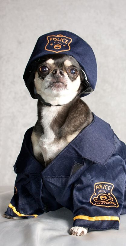 Chihuahua Photos, Police Dog, Police Wife, Chihuahua Love, Police Dogs, Equal Opportunity, It's Raining, Tiny Dogs, Dog Costumes