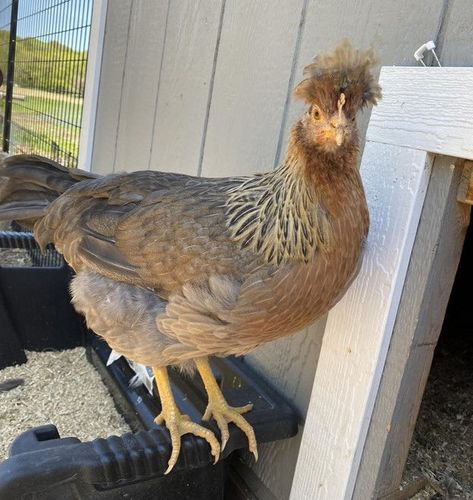 Legbar Chickens, Cream Legbar Chickens, Cream Legbar, Egg Laying Chickens, Egg Production, Backyard Flocks, Blue Eggs, Chicken Breeds, Coloring Eggs