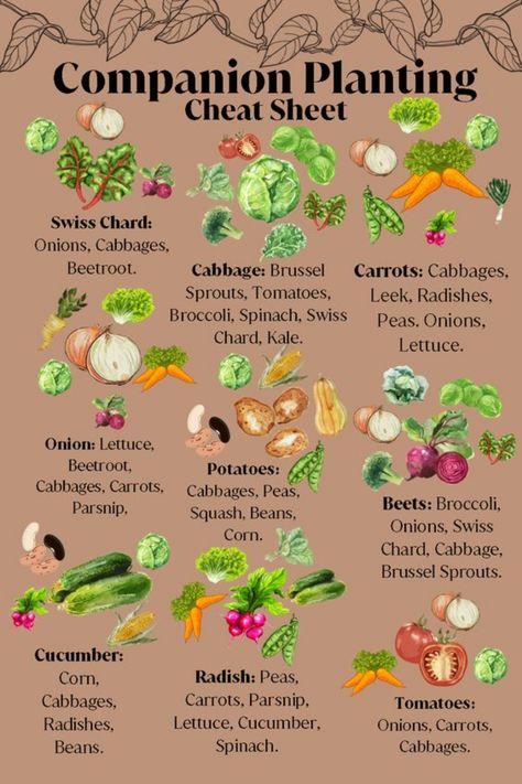 Garden Companion Planting, Vegetable Garden Planning, Vegetable Garden Diy, Veg Garden, Food Forest, Home Vegetable Garden, Vegetable Garden Design, Food Garden, Garden Layout