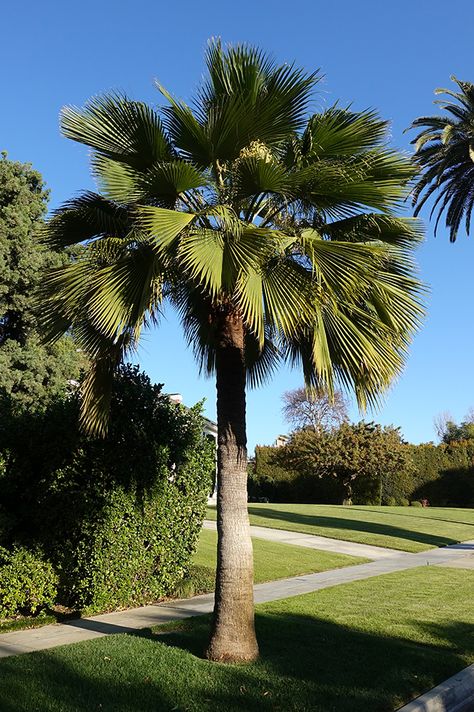 Brahea edulis - Guadalupe Palm Height: 30 feet Width: 15 feet Fragrant White Flowers in Spring Edible Black Fruit in Summer Washingtonia Palm, Palm Aesthetic, Guadalupe Island, Gardening Indoors, Tropical Trees, Backyard Trees, Black Fruit, Tropical Garden Design, Zone 9