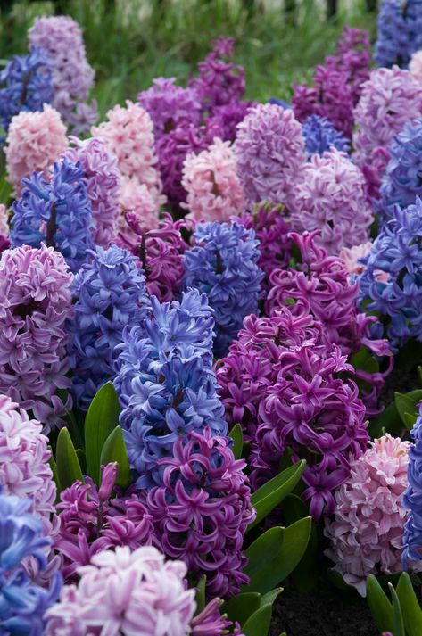 Hyacinth Wallpaper Iphone, Hyancith Flower Aesthetic, Purple Hyacinth Flower Aesthetic, Apollo And Hyacinth Aesthetic, Hycinthia Flower, Aesthetic Wallpaper Iphone Vintage Black, Hyacinth Bridgerton Aesthetic, Hyancith Flower, Hyacinth Varieties