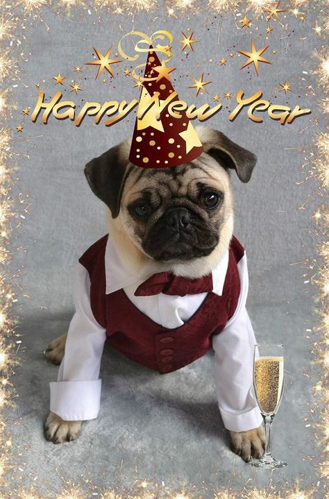 Happy New Year From Boo The Pug #pug #puppy #dog #newyear #celebrate #party #2017 #pets #costume Happy New Year Dog, Pug Puppies For Sale, Cute Pug Puppies, Happy New Year Pictures, Happy New Year Gif, New Year Pictures, Funny Dog Photos, Happy New Year Images, Happy New Year Greetings