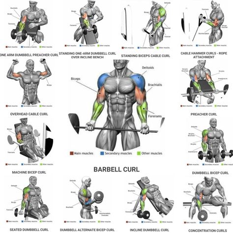 Big Biceps Workout, Biceps Training, Bicep And Tricep Workout, Leg Workouts Gym, Workout Gym Routine, Gym Workout Planner, Full Body Workout Routine, Gym Workout Chart, Gym Workouts For Men