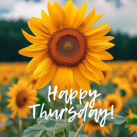 Thankful Thursday! What are you thankful for today? Happy Thankful Thursday, Happy Greetings, Thursday Greetings, Flowers Pics, Thursday Blessings, Tuesday Blessings, Good Morning Happy Thursday, Happy Mind Happy Life, Happy Day Quotes