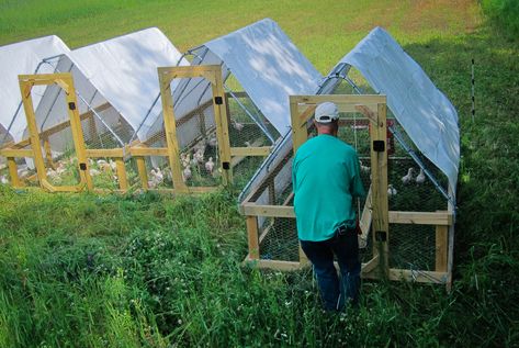 Chicken Coop Inside, Chicken Tractor Plans, Chicken Shelter, Coturnix Quail, Farm Marketing, Pastured Poultry, Best Egg Laying Chickens, Meat Birds, Broiler Chicken