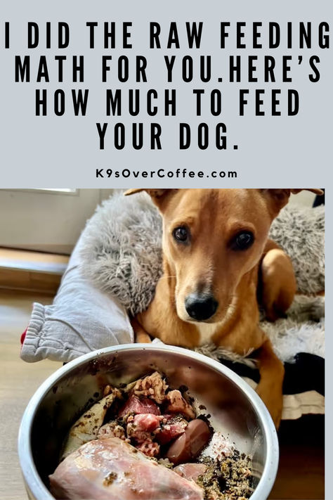 Brown dog lying on a dog bed in front of a stainless steel bowl filled with homemade raw dog food. Raw Puppy Diet, Feeding Raw For Dogs, Homemade Dog Food How Much To Feed, Australian Shepherd Raw Diet, How Much Raw Food To Feed Dog, Raw Dog Food Diet For Beginners, Carnivore Diet For Dogs, How Much Homemade Food To Feed My Dog, Raw Chicken For Dogs